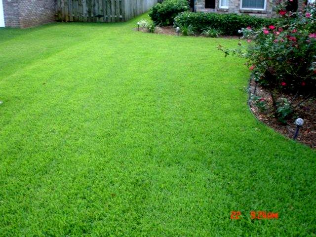 L A Toro Zoysia Grass