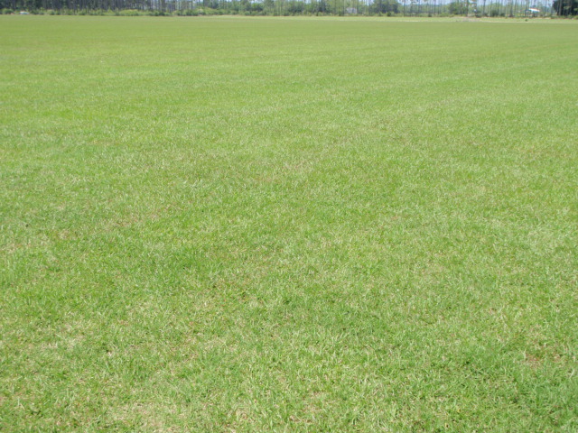 Centipede Sod Farm in Alabama